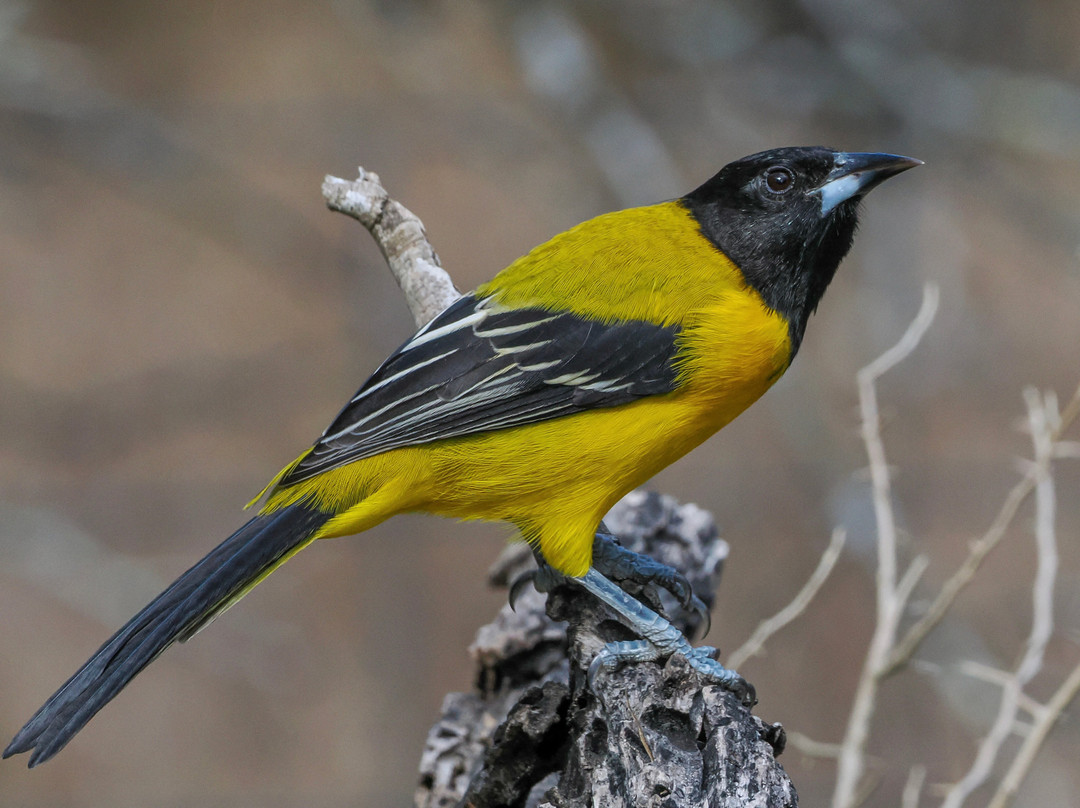 King Ranch Visitor Center-Kingsville必去景点