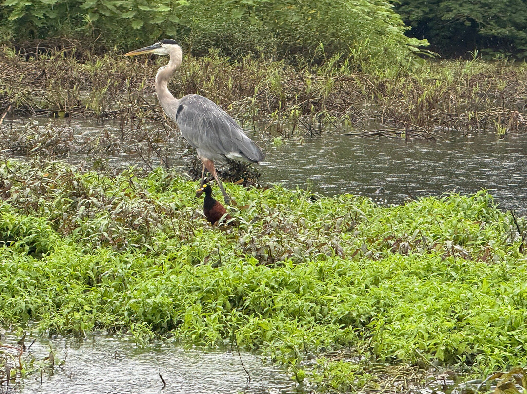 Caño Negro Wildlife Refuge-Cano Negro必去景点