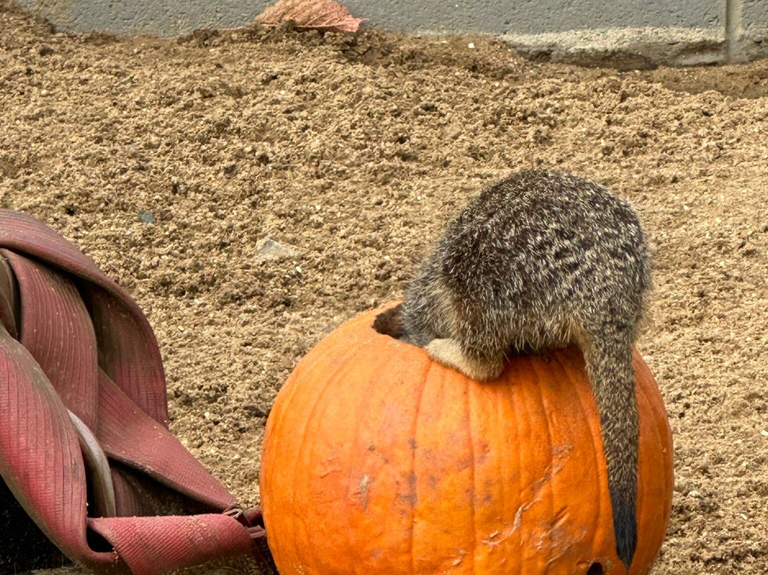 Africa Alive-Kessingland必去景点