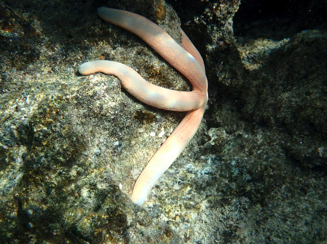 Reef Tour Mafia Island-Utende必去景点