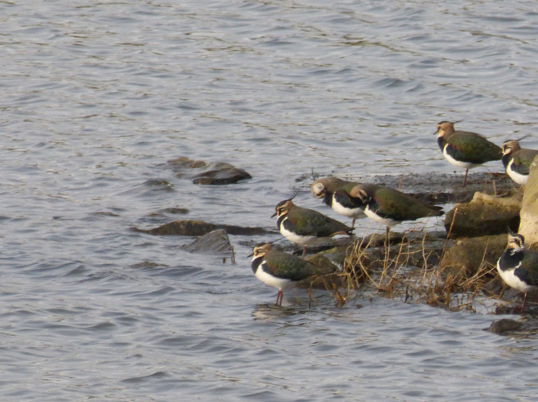 Hauxley Wildlife Discovery Centre-Amble必去景点