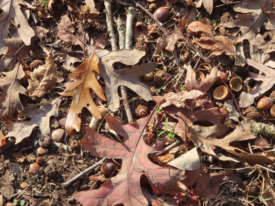 Shiloh Indian Mounds National Historic Landmark-Shiloh必去景点