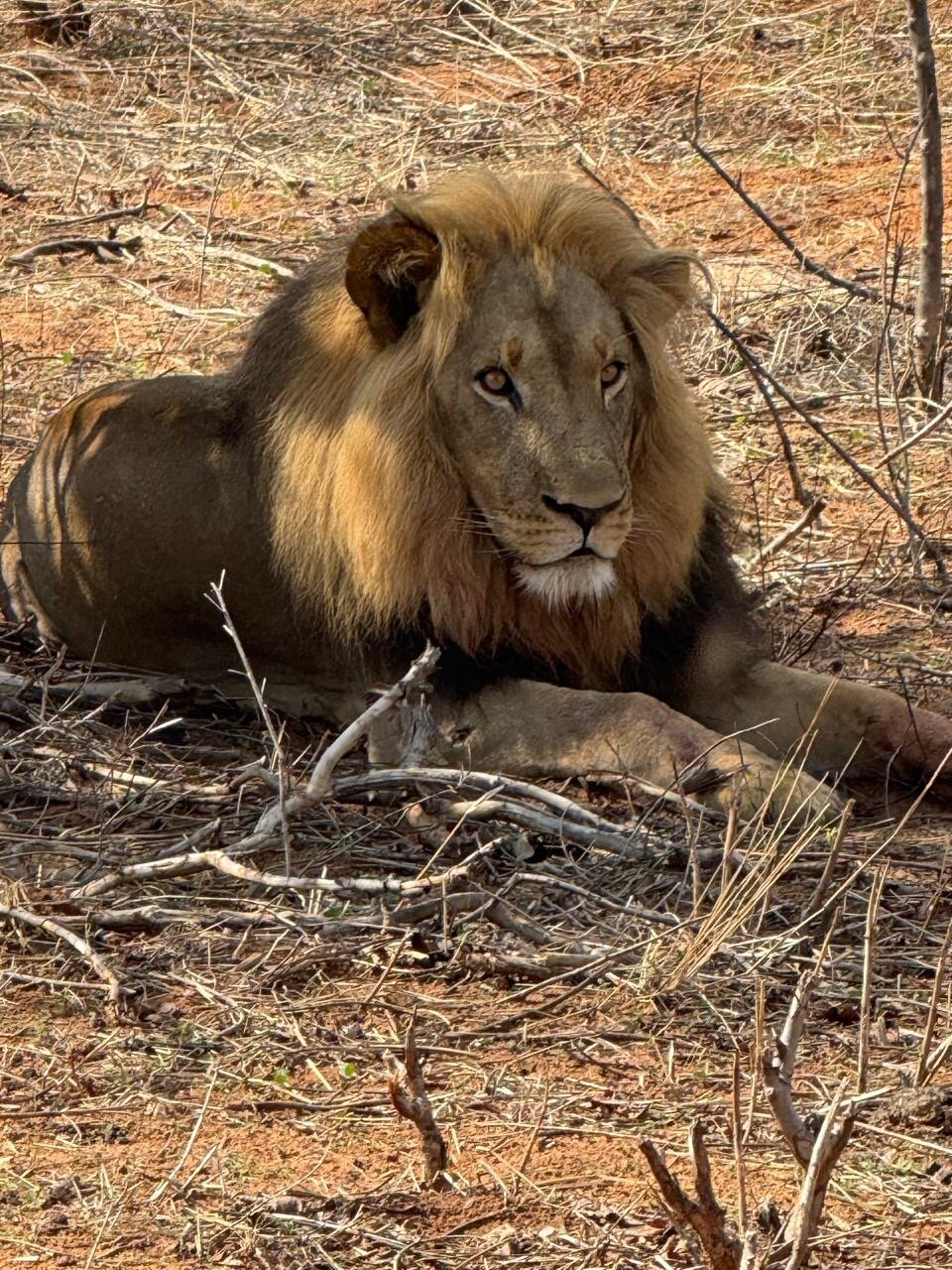 Chobe Safari Lodge-官方