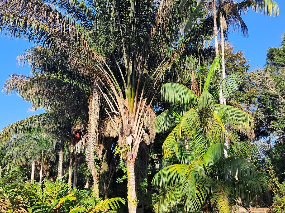 Orange Travel Suriname-帕拉马里博必去景点