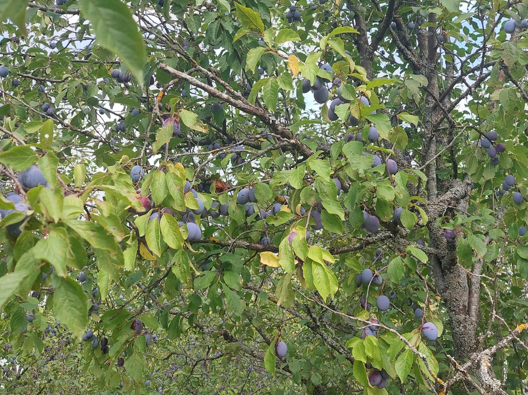 Dreznik Old Town-Dreznik Grad必去景点