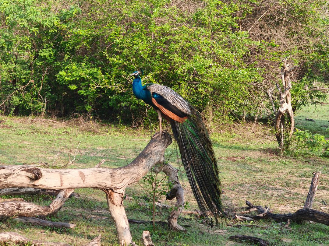 Yala Bundala NPA Safari-蒂瑟默哈拉默必去景点
