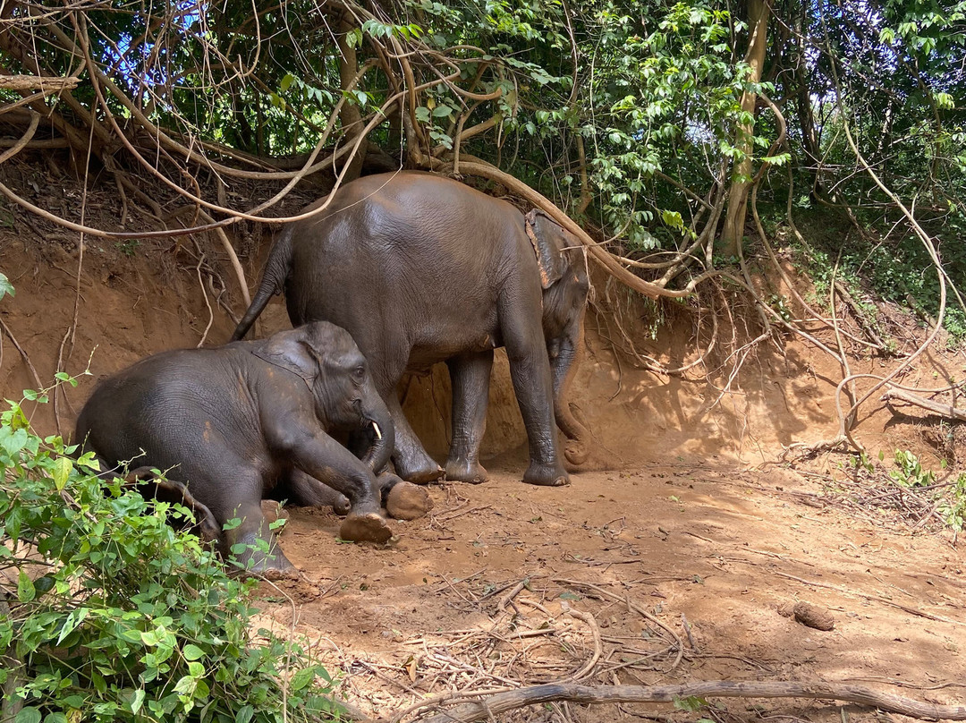 Elephant Haven-柿约必去景点