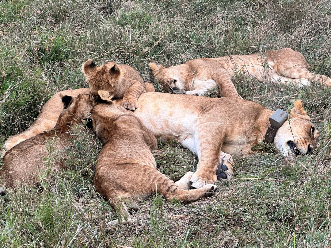 Odyssey Safaris-南由基必去景点