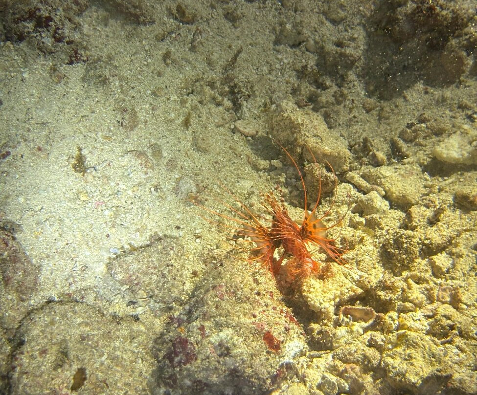 Big Blue Scuba Diving-维拉港必去景点