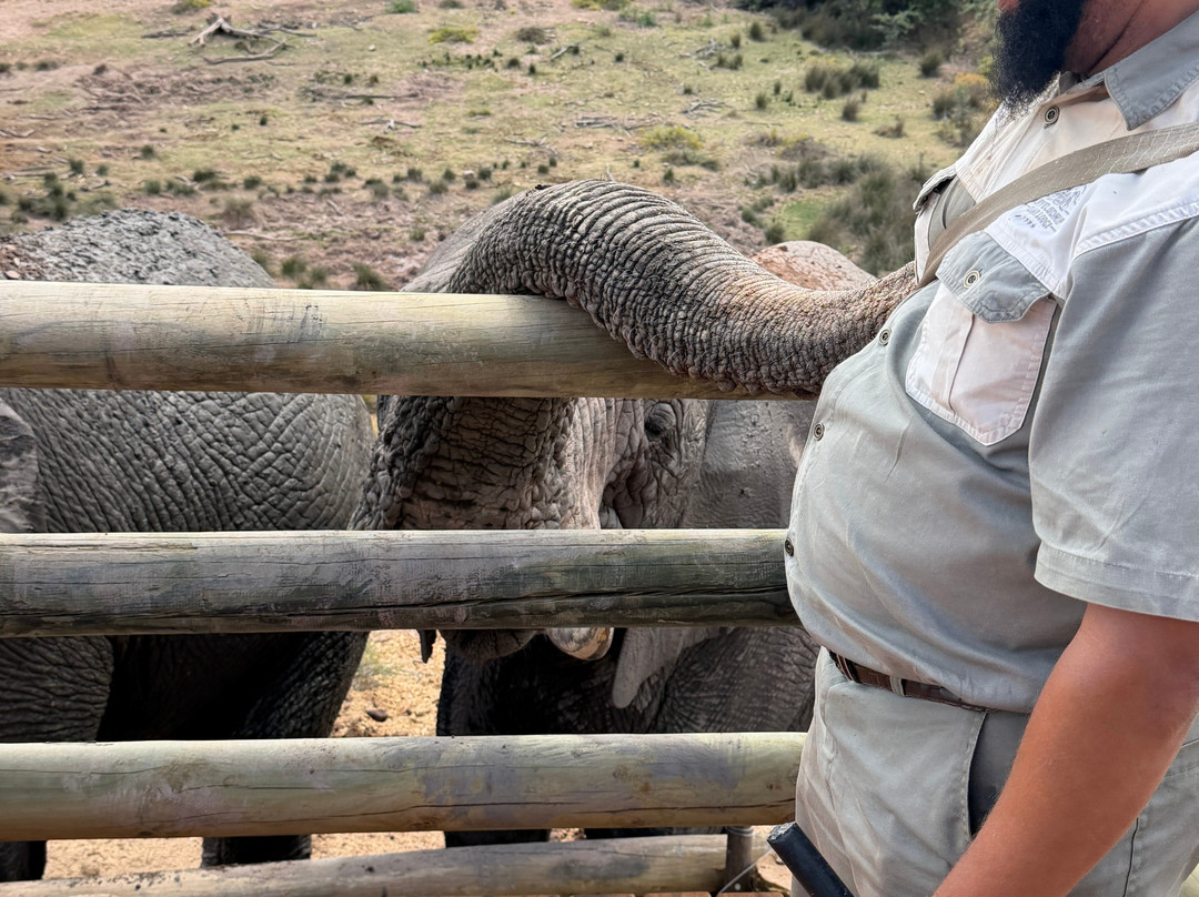 Buffelsdrift Game Lodge - Activities-奥兹洪必去景点