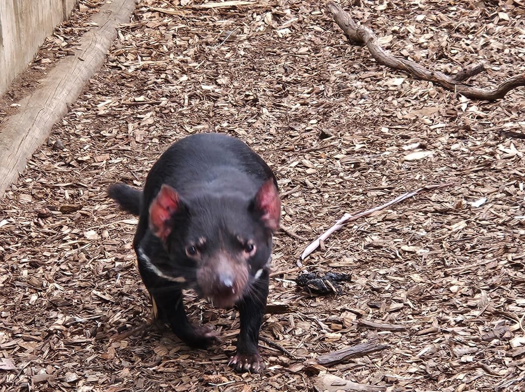 波诺朗野生动物园-Brighton必去景点
