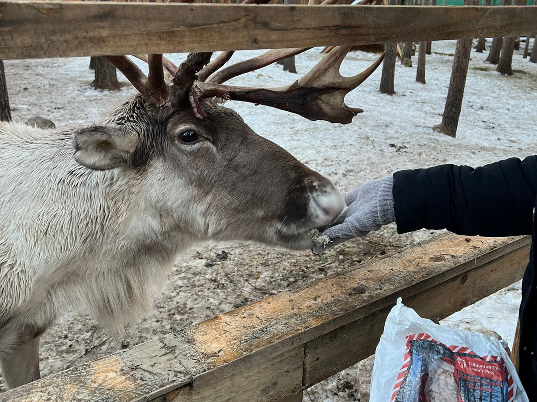 Santa's Pets Tallitontun Piha-罗瓦涅米必去景点