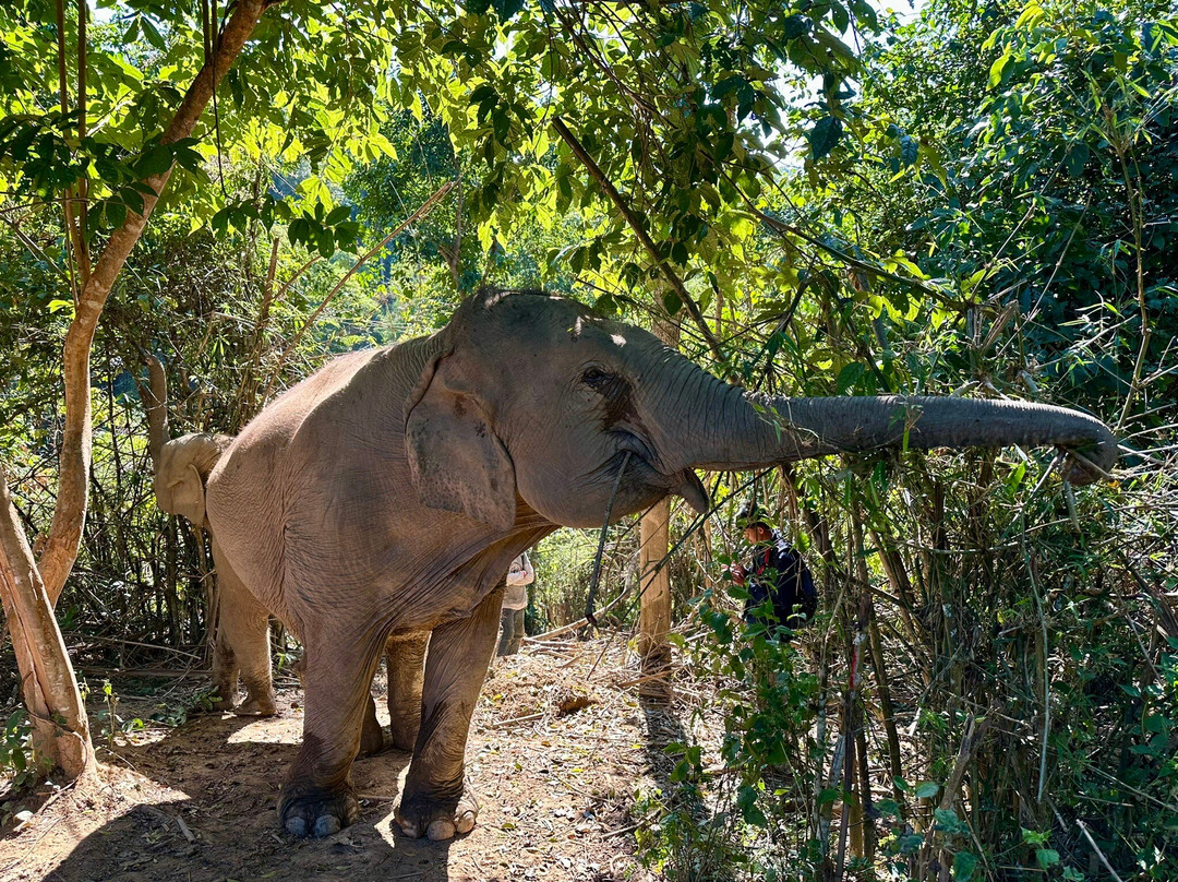 MandaLao Elephant Conservation-琅勃拉邦必去景点