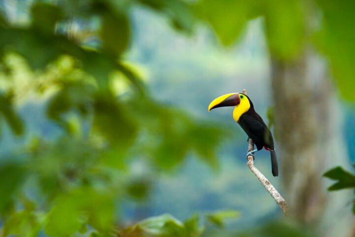 Vista Ballena Hotel主图