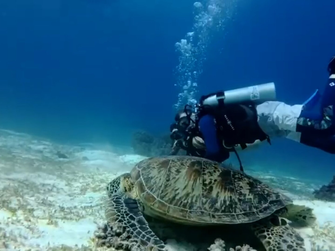 Tropical Divers Dive Center-达瑙市必去景点