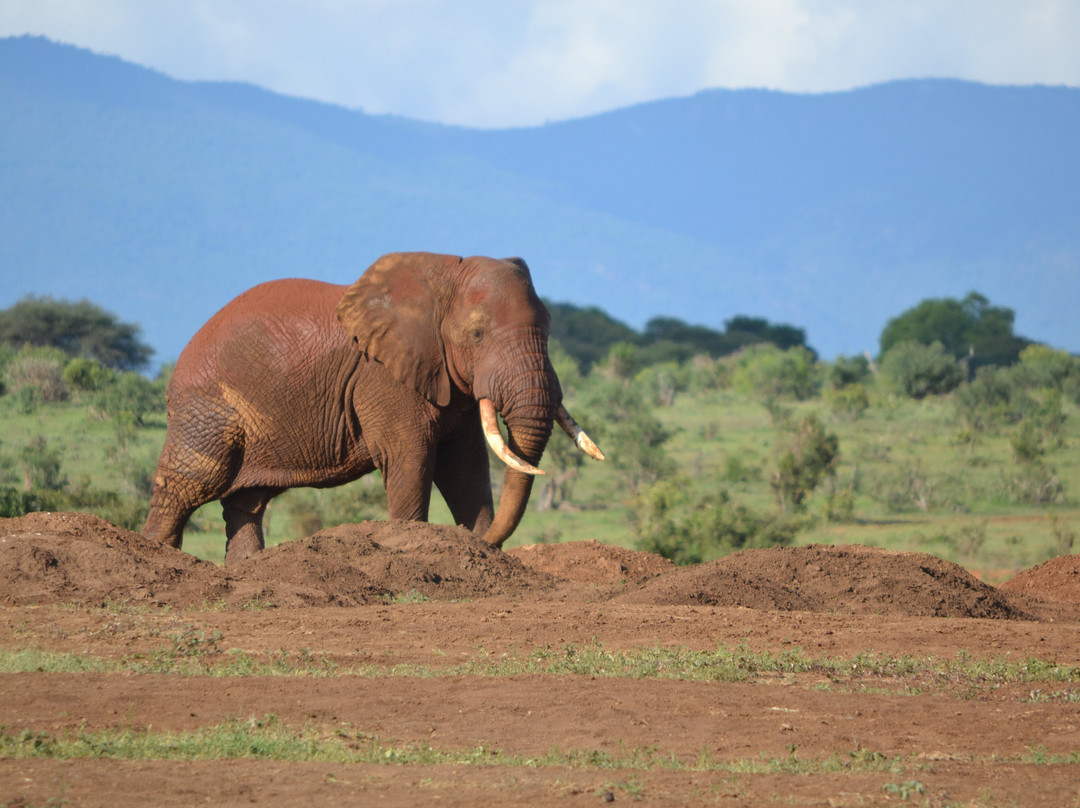 Max Discovery Kenya-瓦塔木必去景点