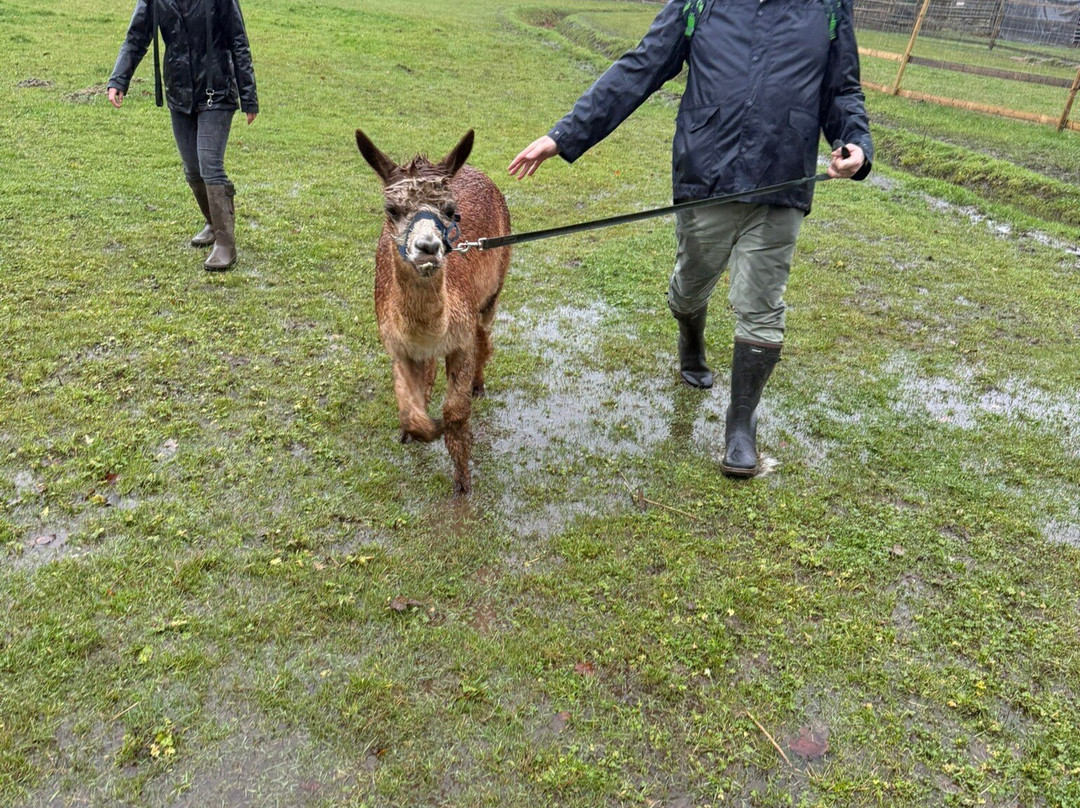 Woodlands Alpaca Farm-沃灵顿必去景点
