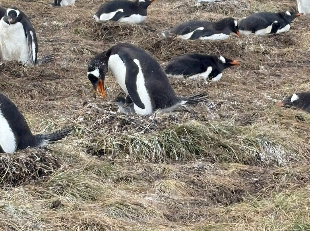 Bluff Cove Lagoon-East Falkland必去景点