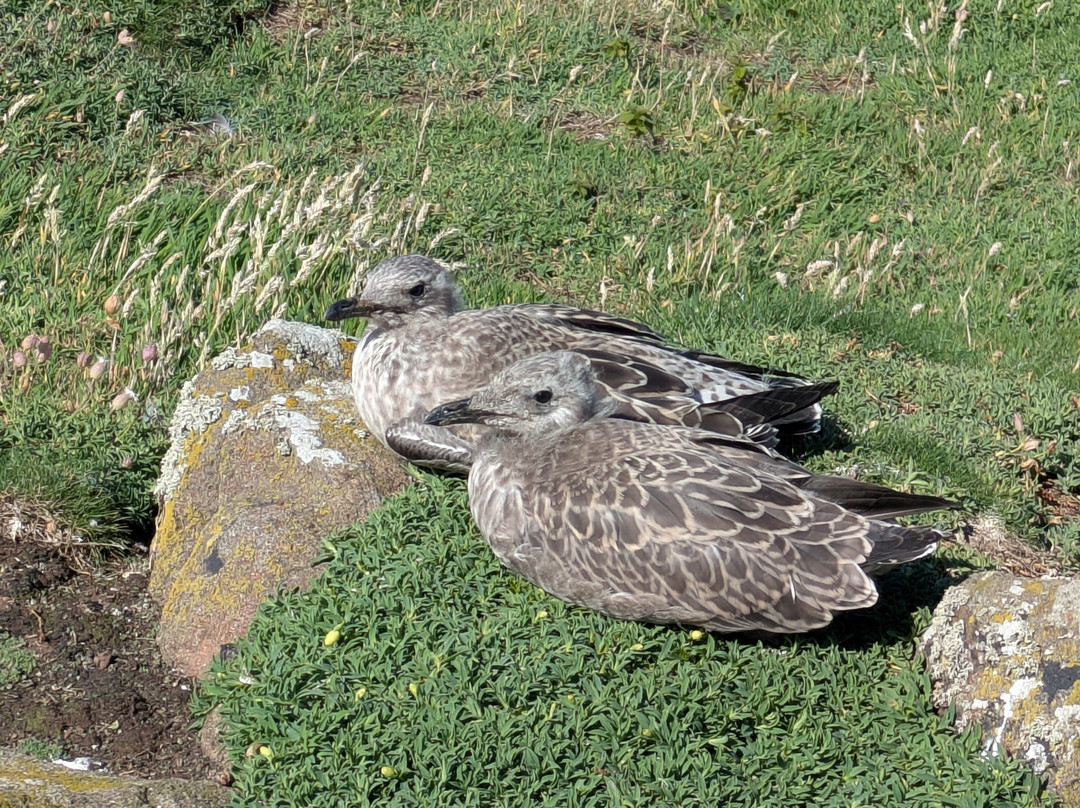 Isle of May National Nature Reserve-Anstruther必去景点