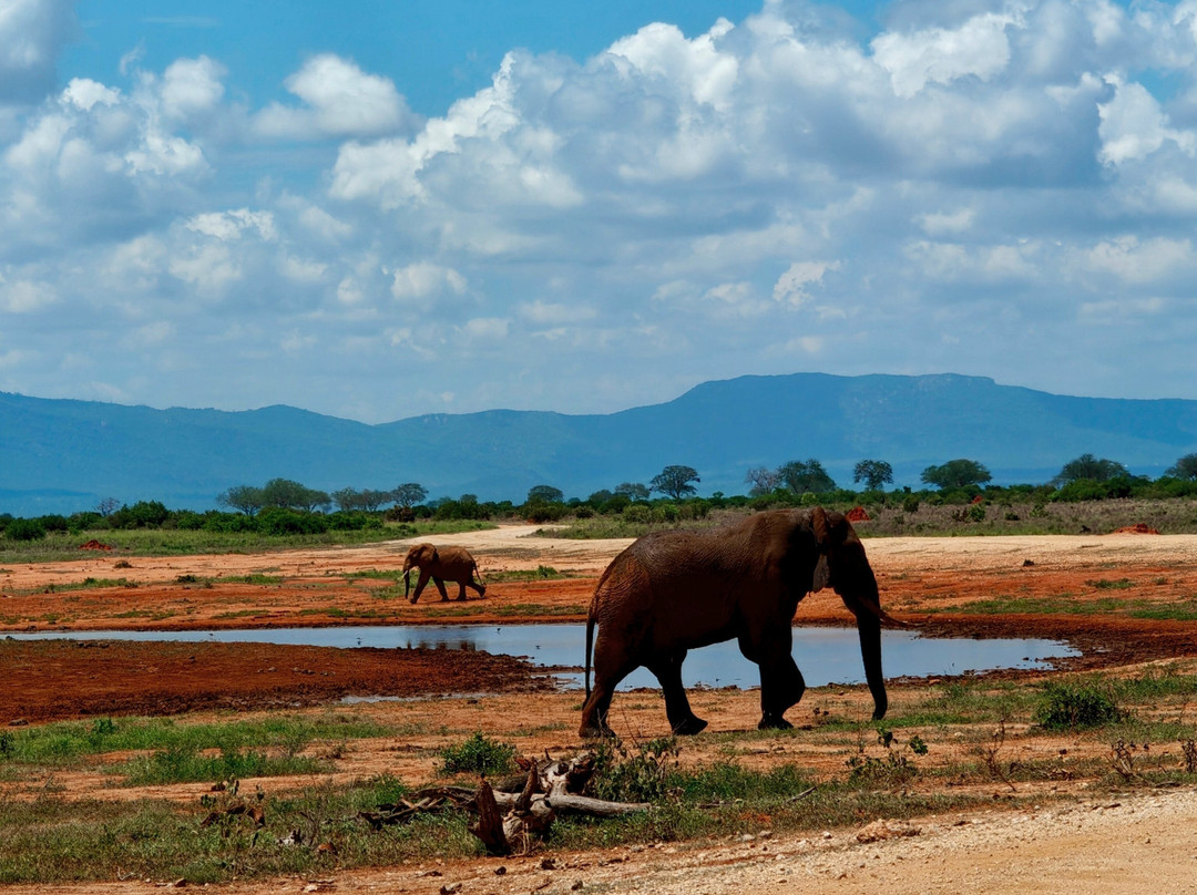 In Kenya con Alessandro - Day Tours-瓦塔木必去景点