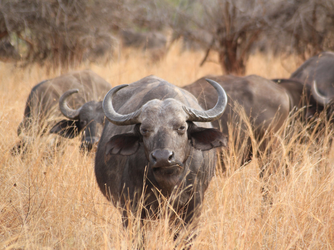 Leopard Tours Limited-阿鲁沙必去景点