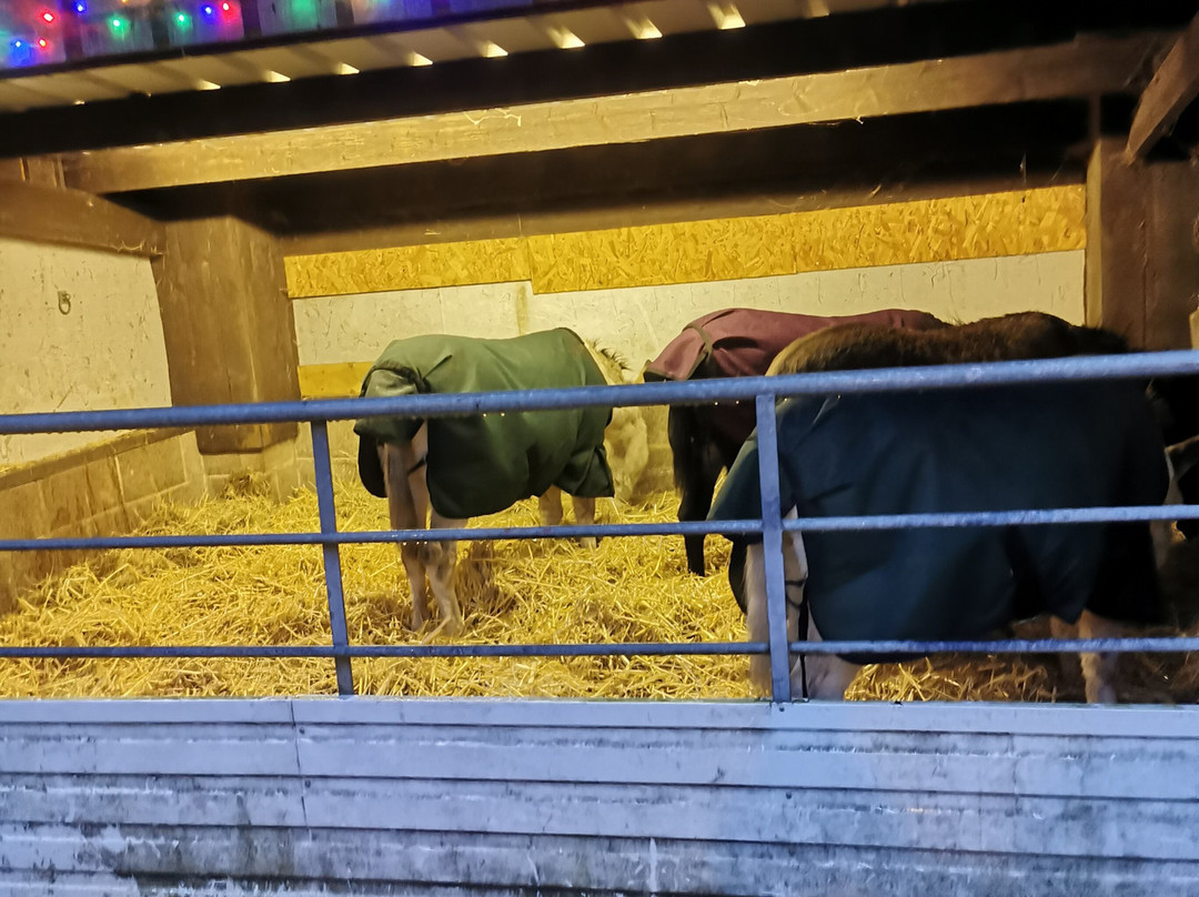 Brockenhurst Donkey Walks-Brockenhurst必去景点