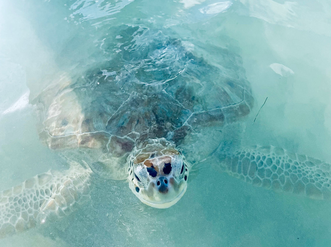 Eleuthera Outdoor Center-Tarpum Bay必去景点