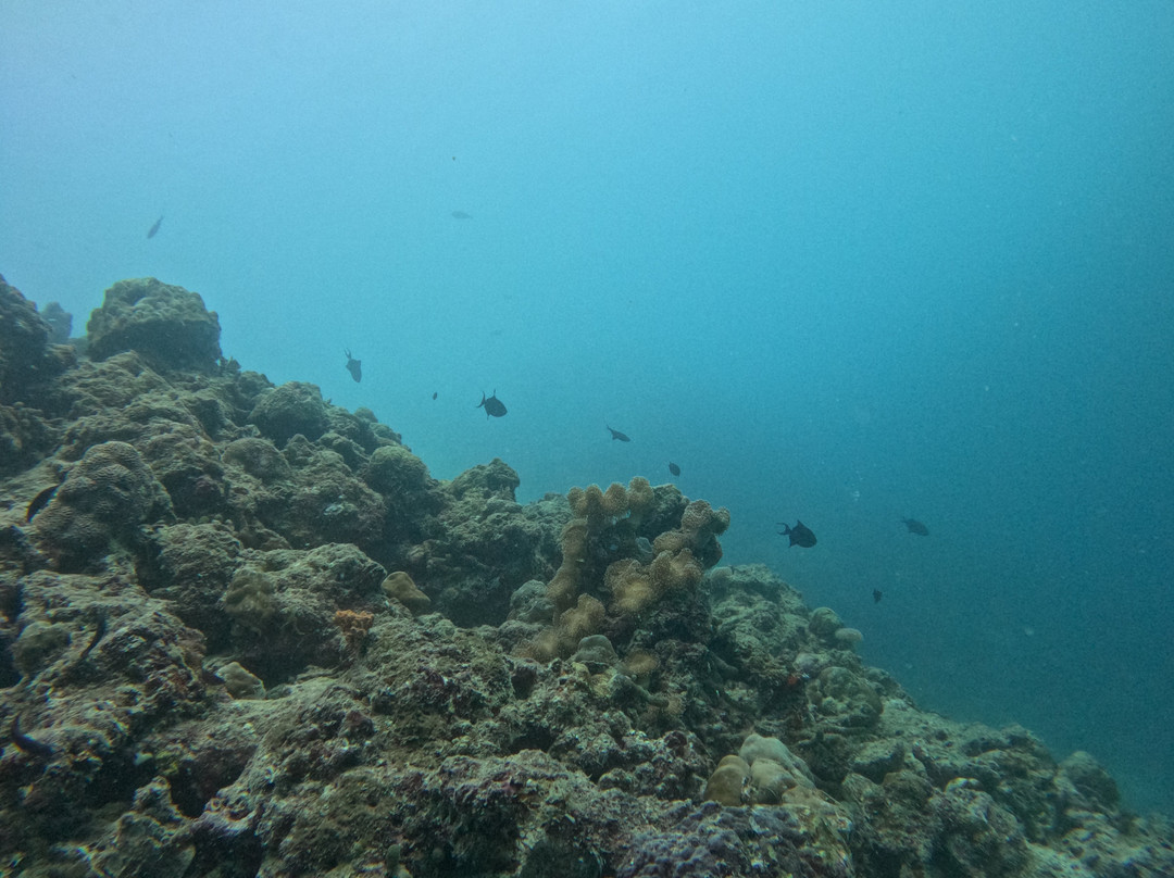 Euro-Divers Kurumba-库鲁巴椰子岛必去景点