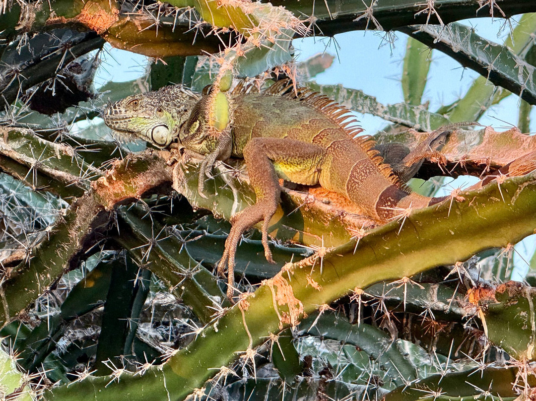 Lalo Ecotours-埃斯孔迪多港必去景点
