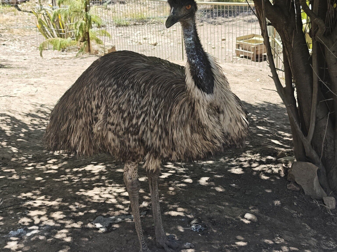 Jirrahlinga Dingo Conservation & Wildlife Education Centre-Chewton必去景点