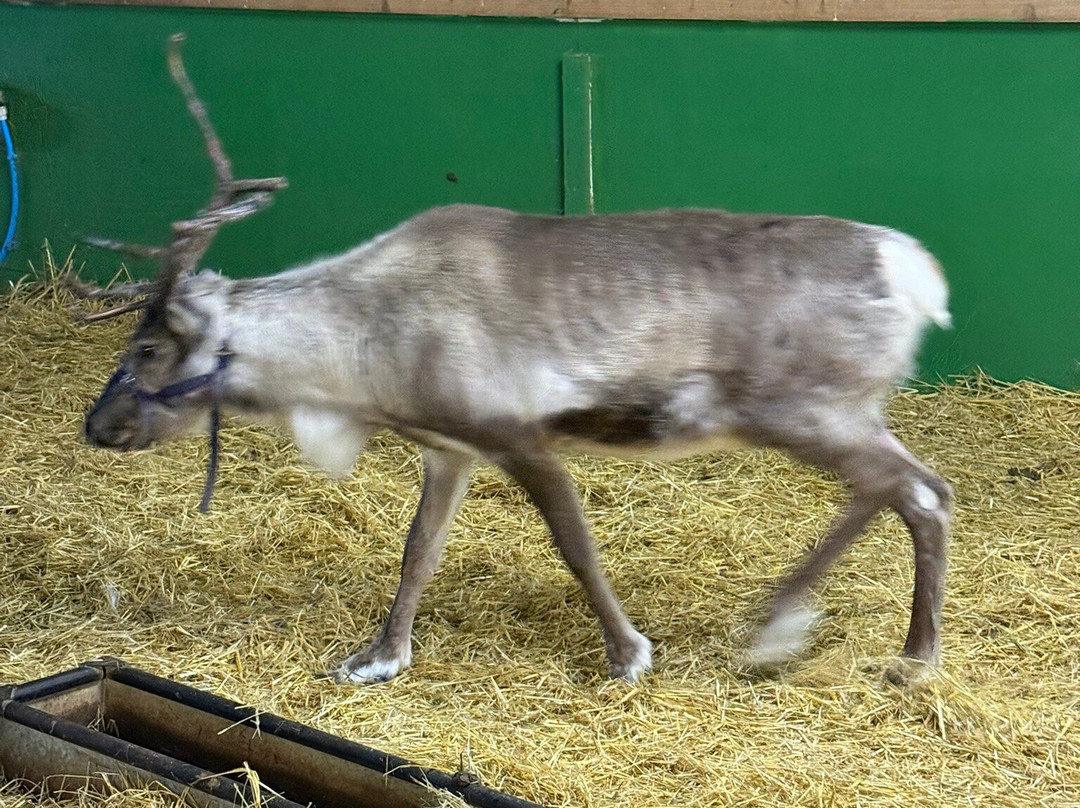 The Reindeer Centre-Bethersden必去景点