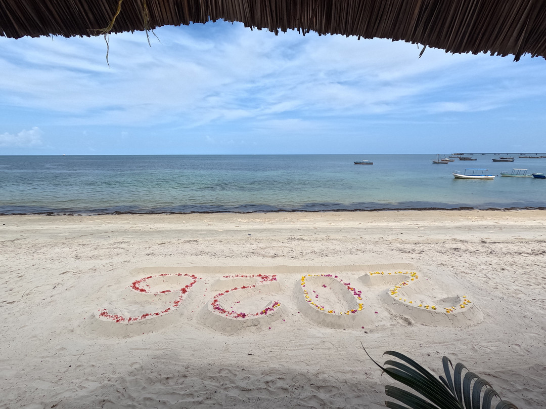 Afro Whale Shark Safari-马菲亚岛必去景点