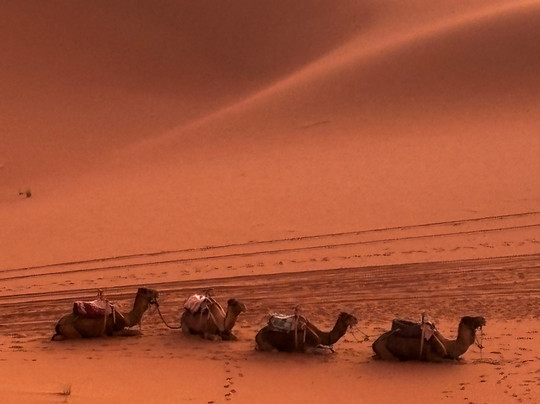 Caravane Du Grand Erg-扎古拉必去景点