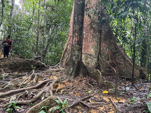 Bukit Lawang - Jungle Trekking-武吉拉旺必去景点