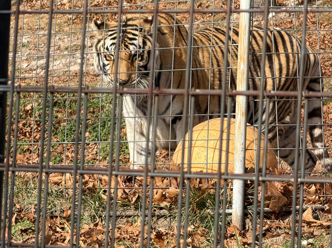 Turpentine Creek Wildlife Refuge-尤里卡斯普林斯必去景点