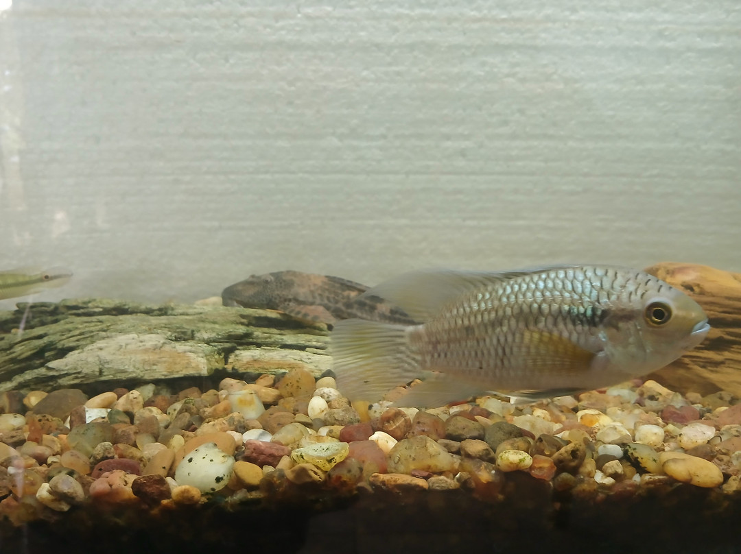 Museo Acuario Federacion-Federación必去景点