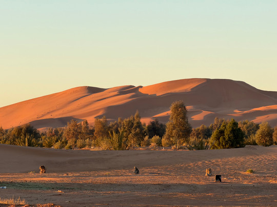 Camel Trekking-梅如卡必去景点