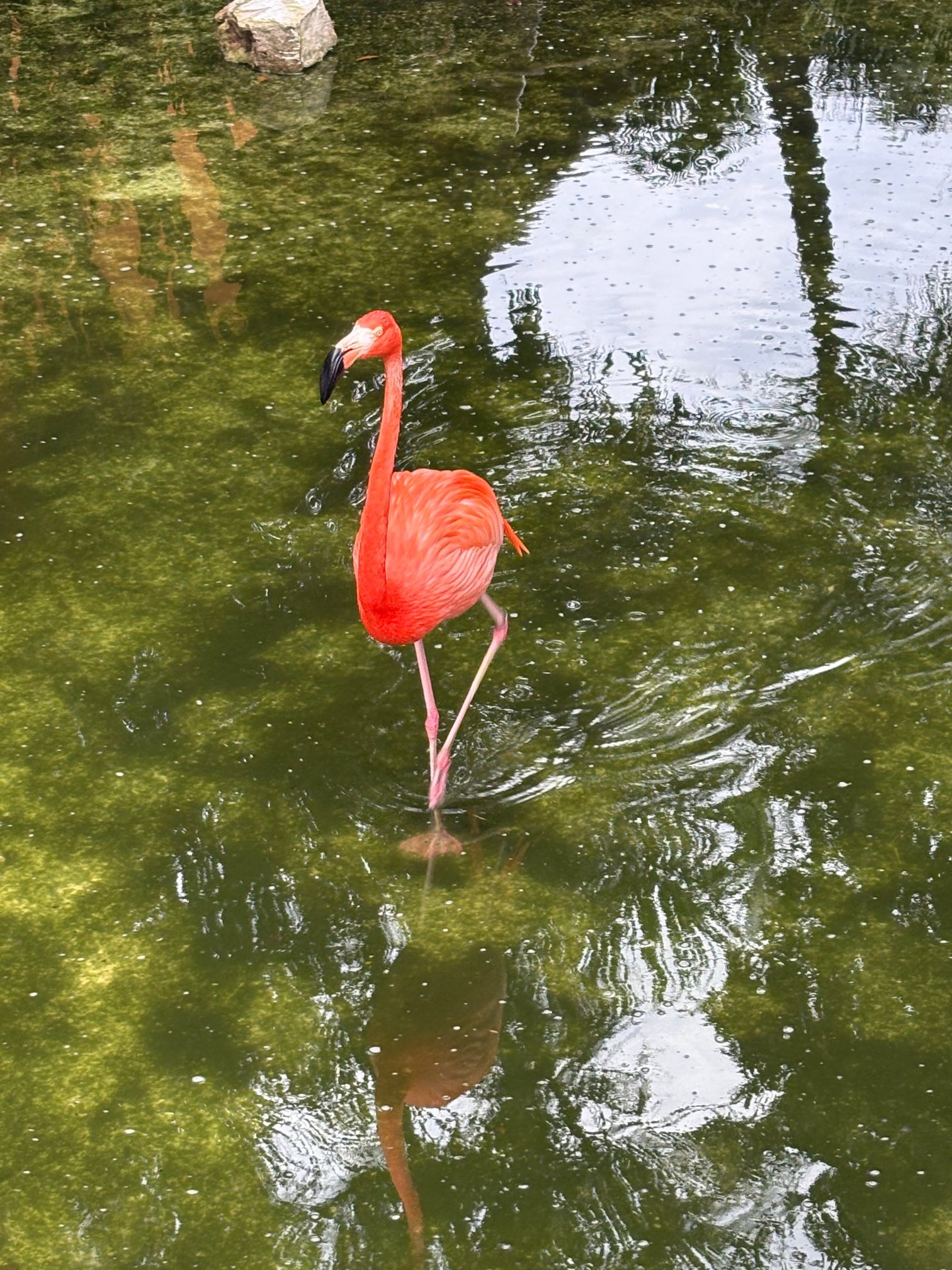 Iberostar Waves Cozumel-浴室