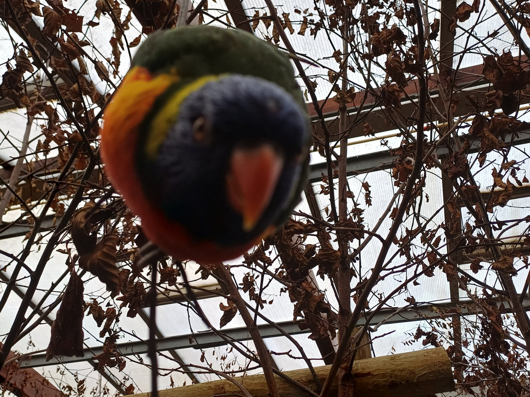 Colchester Zoo-科尔切斯特必去景点