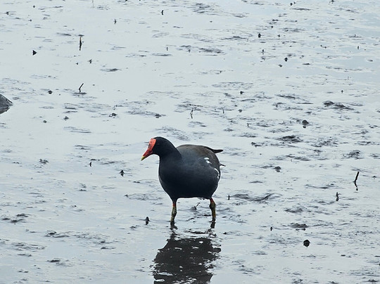Ragin Cajun Airboat Tours-新奥尔良必去景点