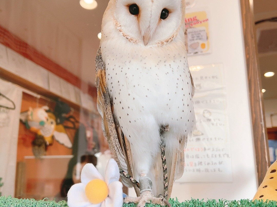 猫头鹰咖啡馆-涩谷区必去景点