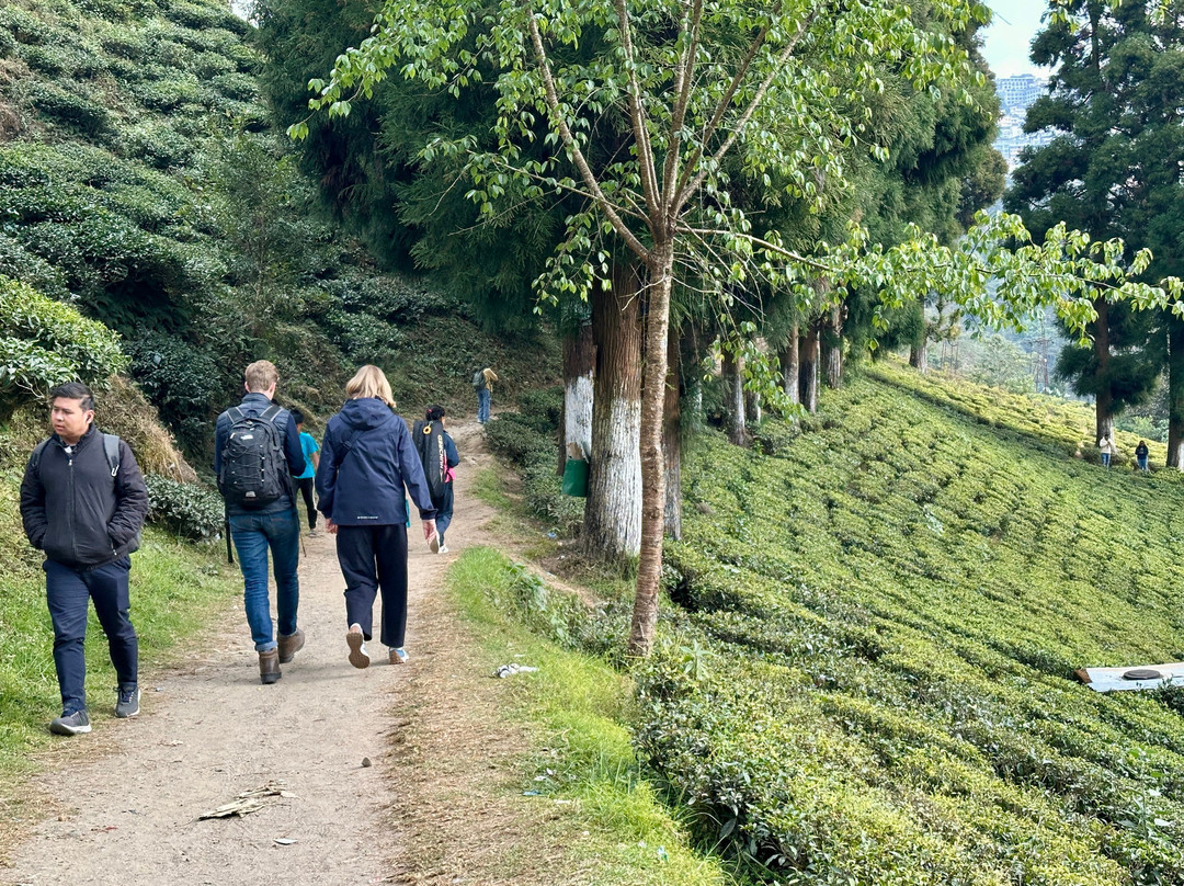 Happy Valley Tea Estate-大吉岭必去景点
