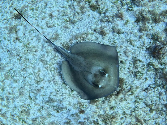 Only Blue Diving Dreams-Cockburn Town必去景点