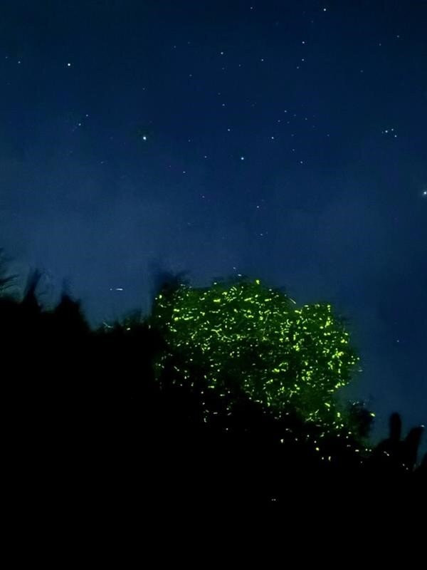 薄荷岛Kayakasia水上之旅-Maribojoc必去景点