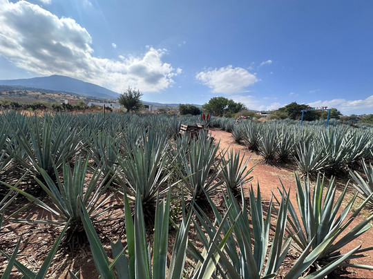 Huellas Mexicanas. Viajes y Experiencias Gastronomicas-墨西哥城必去景点