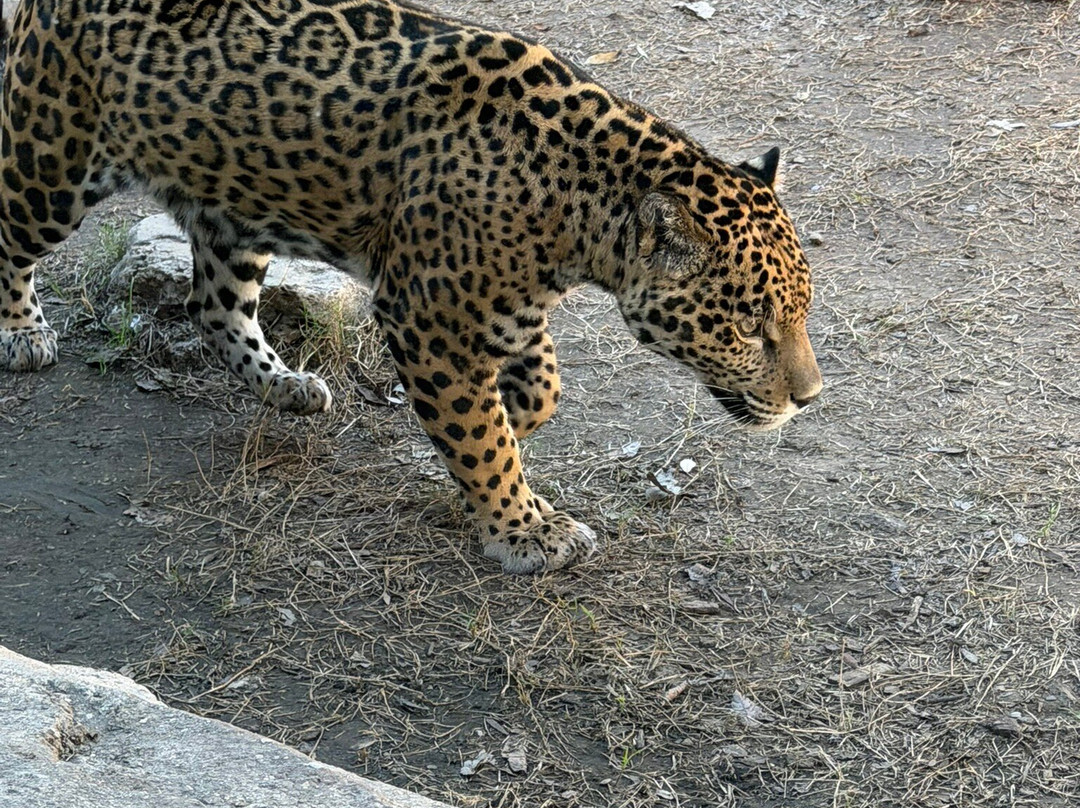 Cameron Park Zoo-韦科必去景点