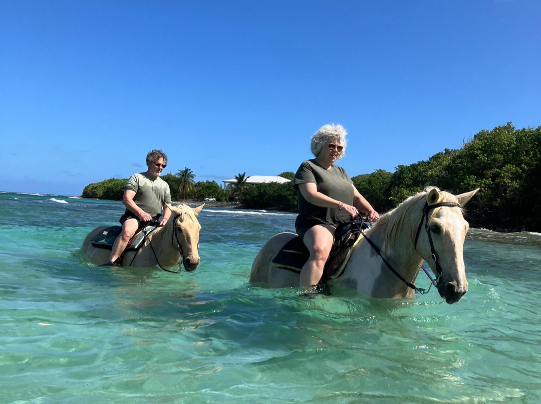 Equus Rides Horseback Riding St. Croix-Frederiksted必去景点