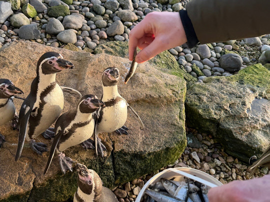 Heythrop Zoological Gardens-奇平诺顿必去景点