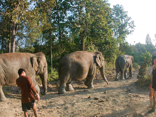 Maerim Elephant Sanctuary-夜林必去景点