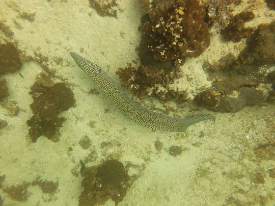 Blue Flow Diving-马斯喀特必去景点